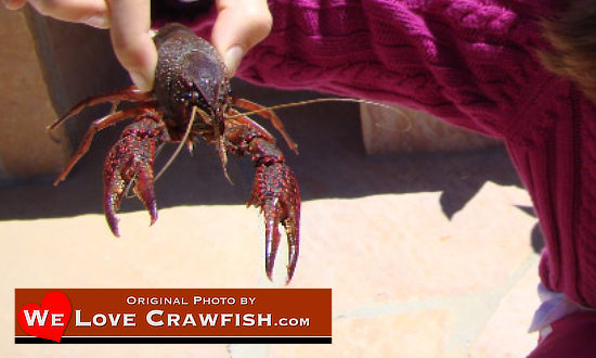 Photo of how to hold a crawfish ... grab the crawfish behind the head ... and you're safe!