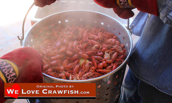 Hot, spicy spillway crawfish right out of the boiler!