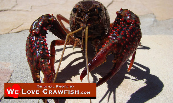 Photo of a giant  Louisiana Crawfish, big and juicy, fresh out of the swamp!