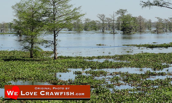 The Atchafalaya Swamp ... perfect breeding grounds for crawfish