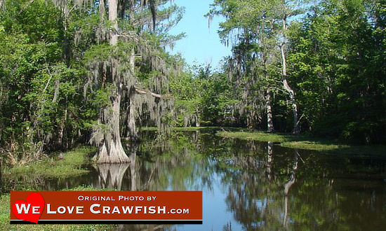 Crawfishing near Bayou Sorrel, Louisiana