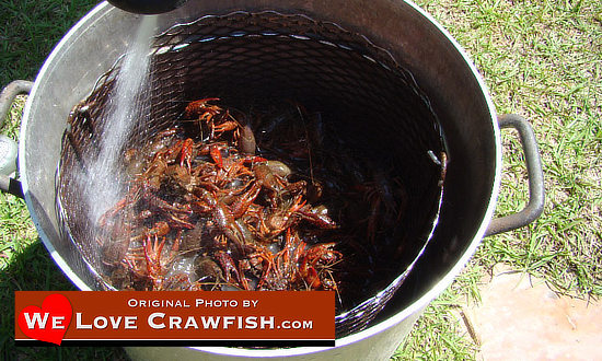 Cleaning the crawfish before the boil