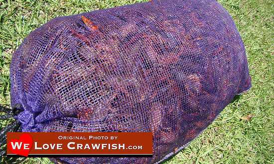 A sack of fresh, live Louisiana crawfish ... NOT imported!
