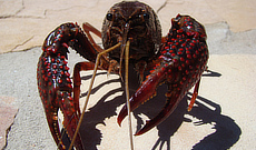 Crawfish Facts and FAQs